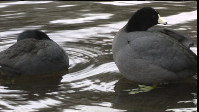 American Coot (Red-shielded) - ML418333