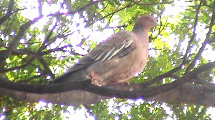 Picazuro Pigeon - ML418333521