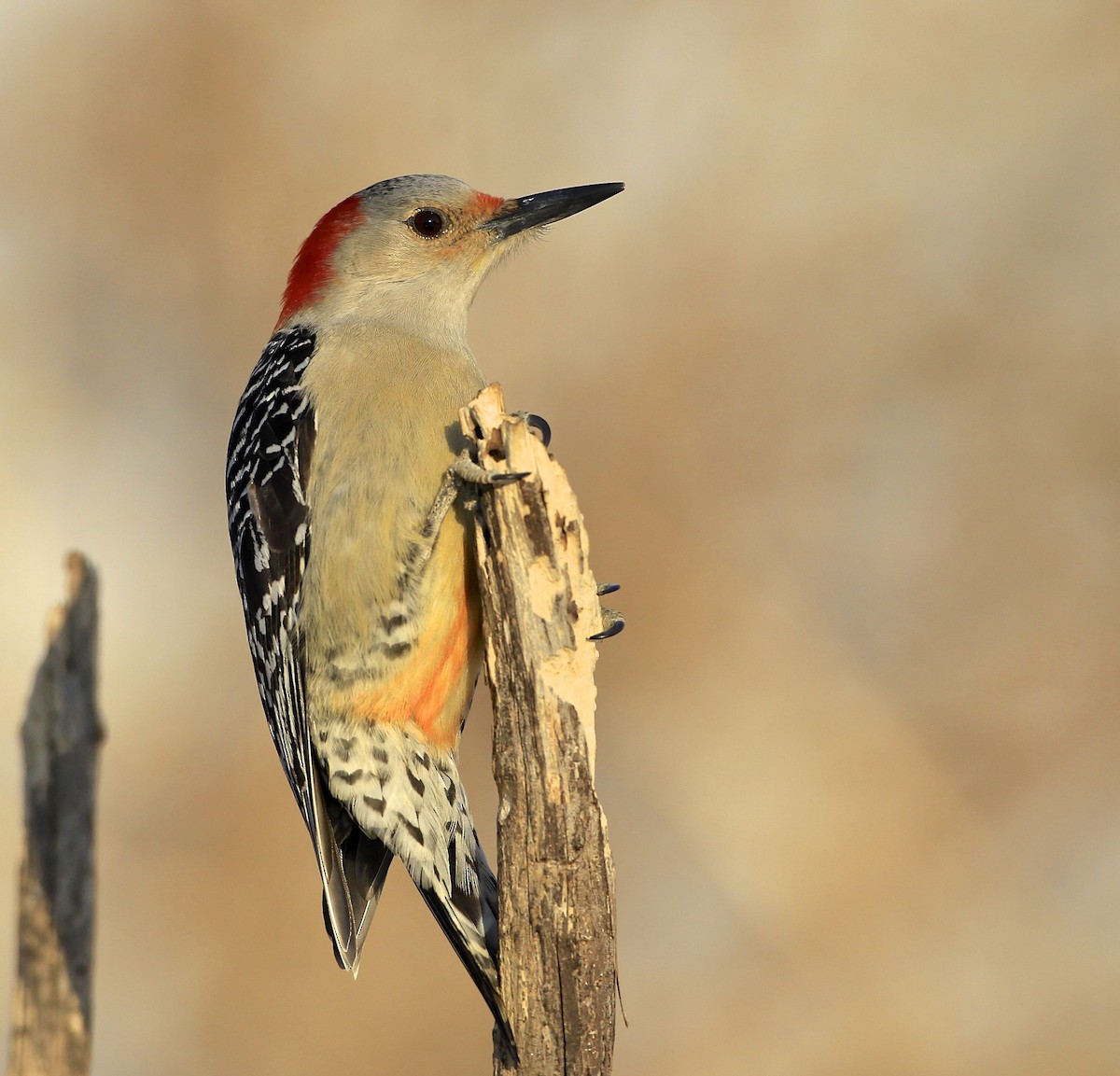 Red-bellied Woodpecker - James Kinderman
