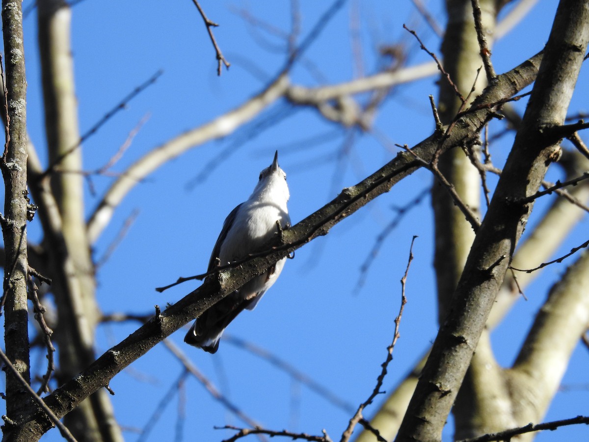 White-breasted Nuthatch - ML418336261