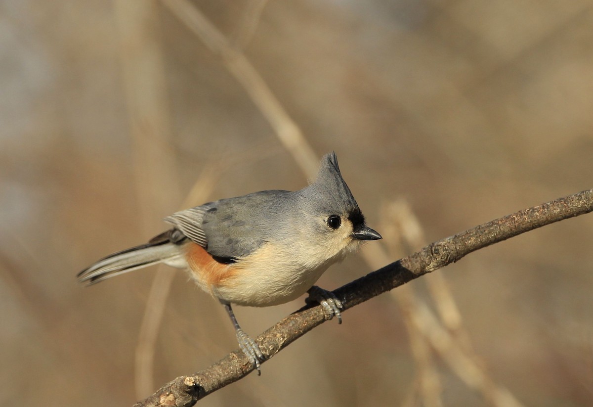 Tufted Titmouse - ML418336951