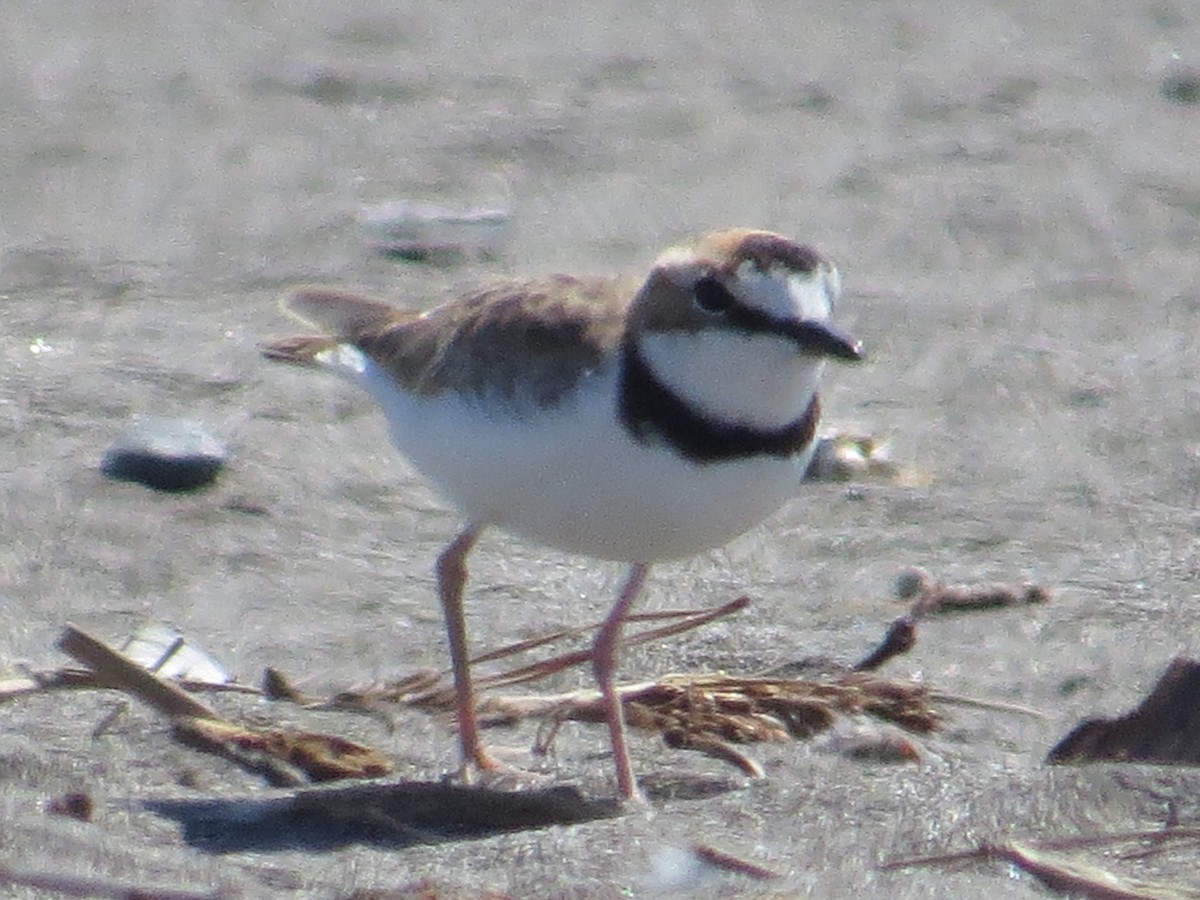 Collared Plover - ML41833731