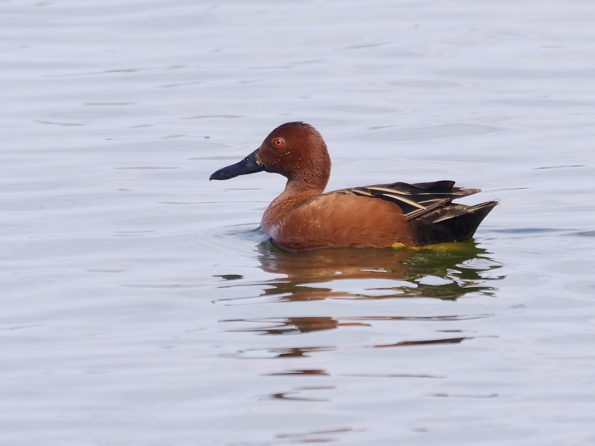 Cinnamon Teal - Jeff Osborne