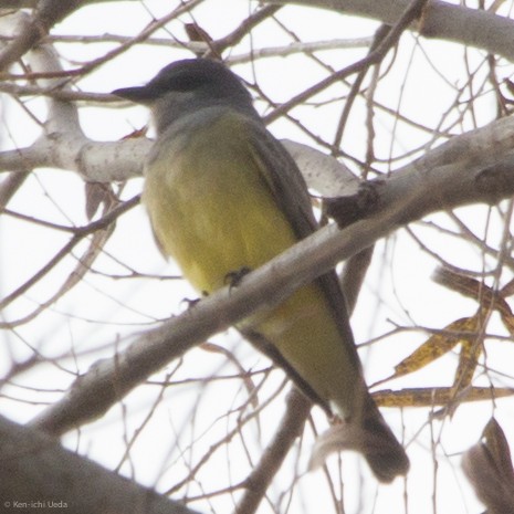 Cassin's Kingbird - ML41833811