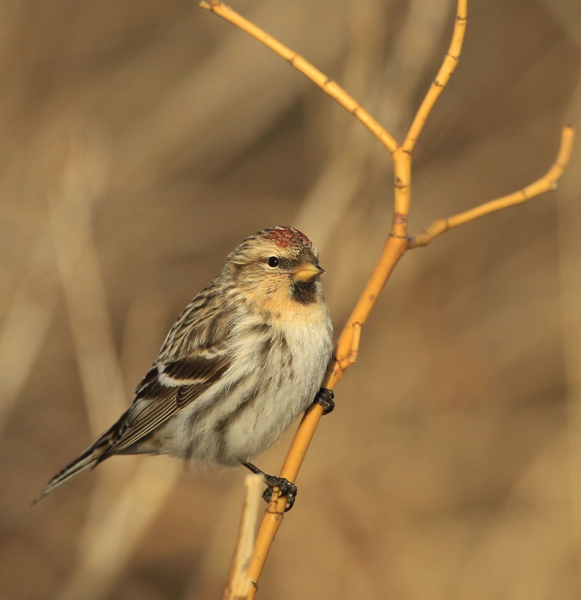 Common Redpoll - ML418338541