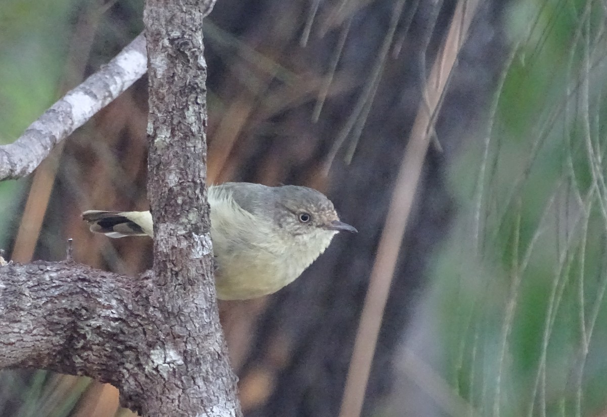 Buff-rumped Thornbill - G. Thomas Doerig