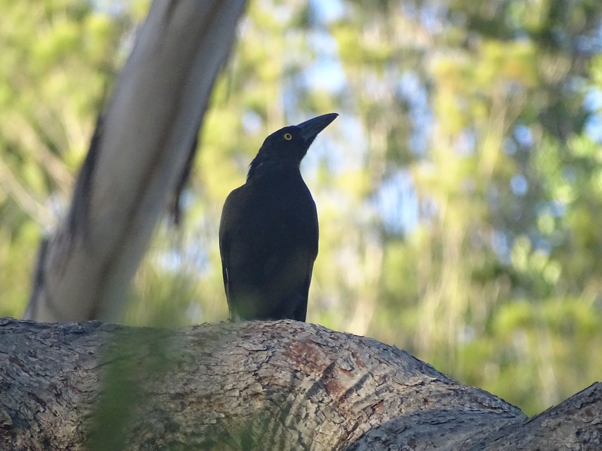 Pied Currawong - ML418340741