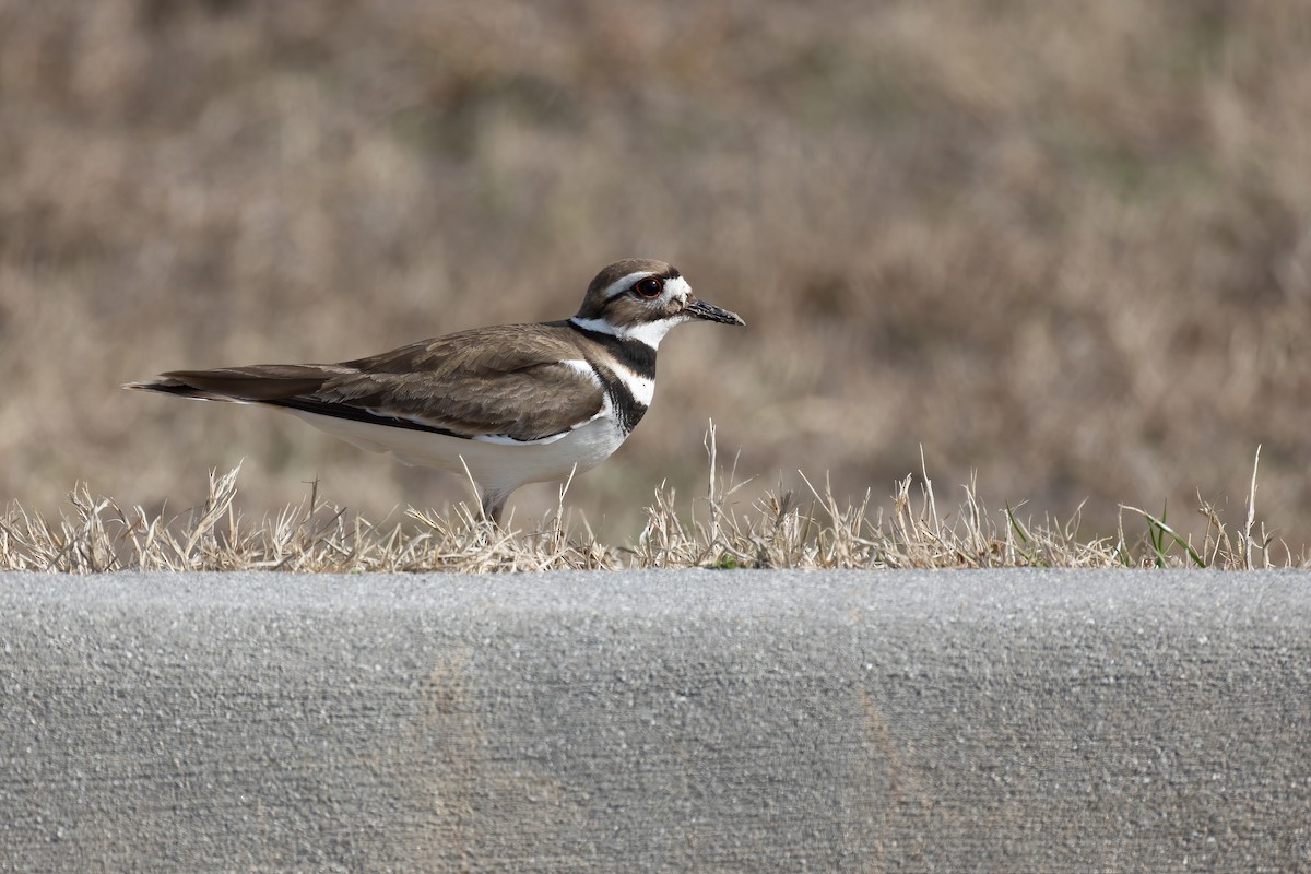 Killdeer - ML418341201