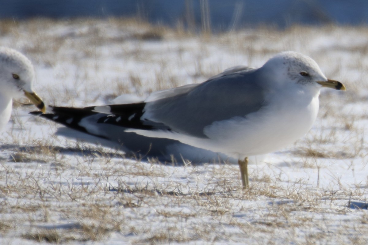 Ring-billed Gull - ML418341251