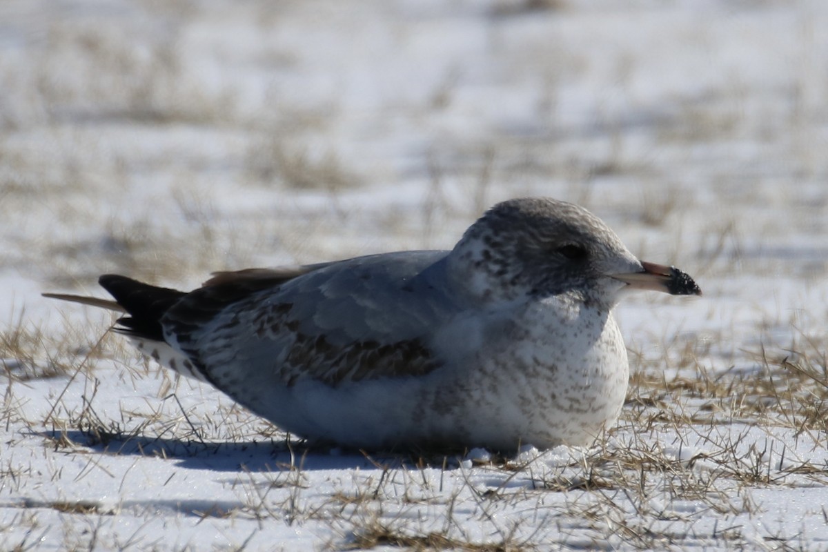 Ring-billed Gull - ML418341291