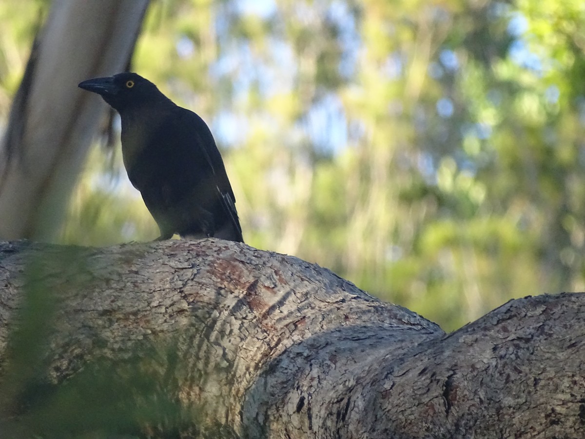 Pied Currawong - ML418341371