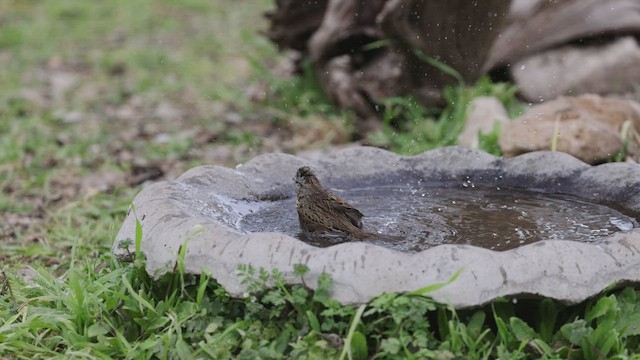 Lincoln's Sparrow - ML418341461