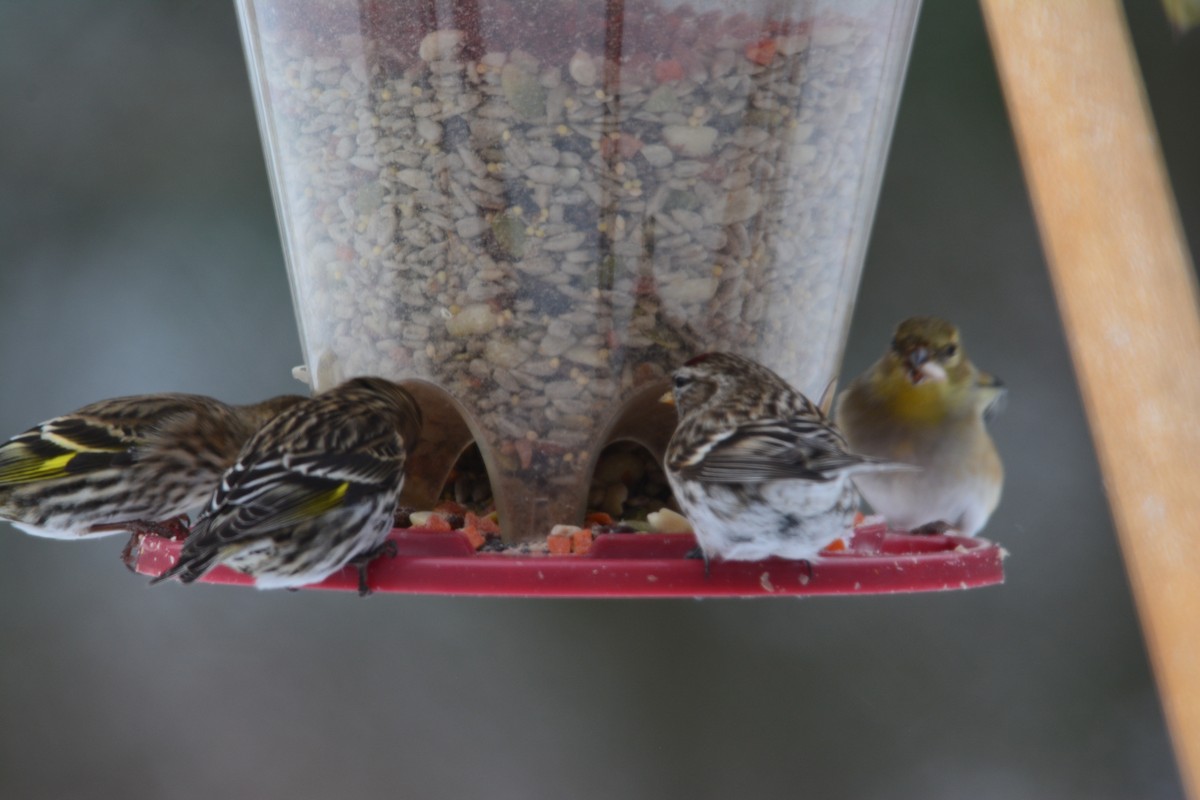 Common Redpoll - ML418342151