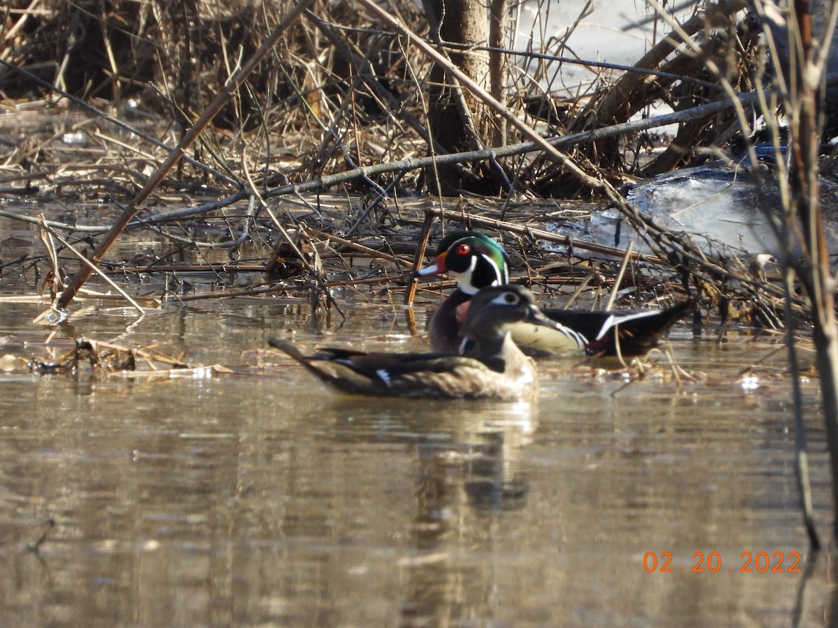 Wood Duck - ML418342211