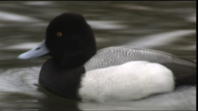 Lesser Scaup - ML418343