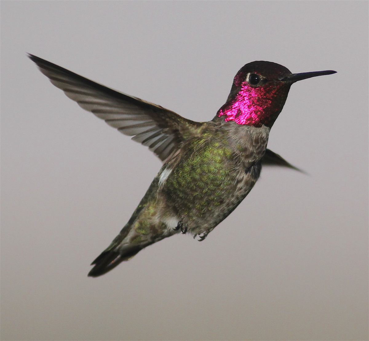 Anna's Hummingbird - ML418343071