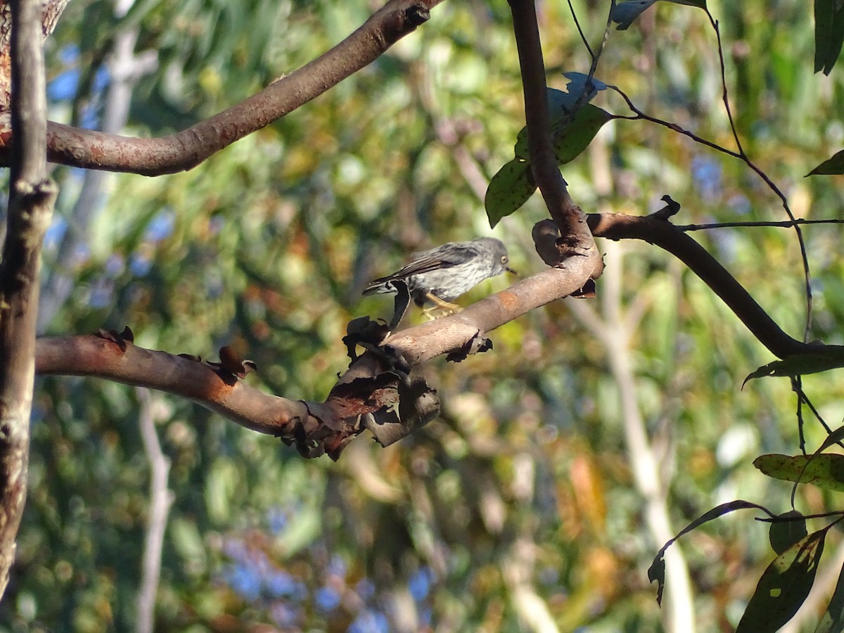 Varied Sittella - G. Thomas Doerig