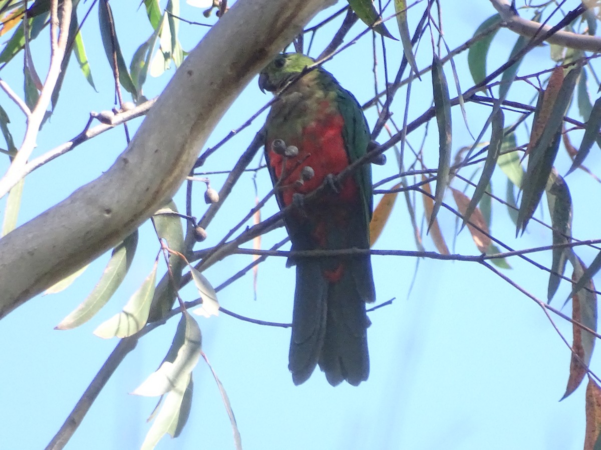 Australian King-Parrot - ML418344981