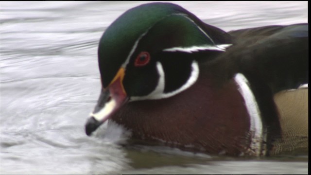 Wood Duck - ML418346