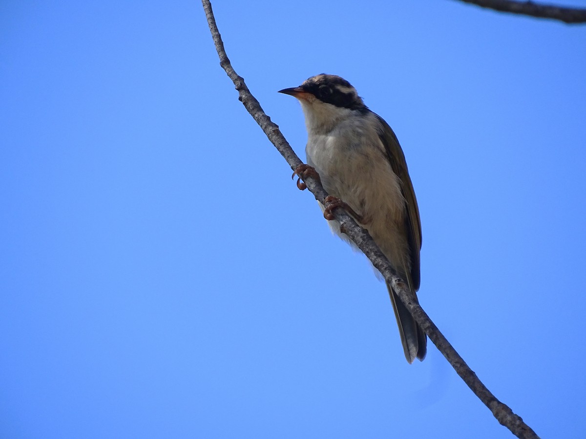 White-throated Honeyeater - G. Thomas Doerig