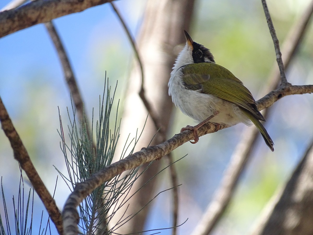 White-throated Honeyeater - ML418346711