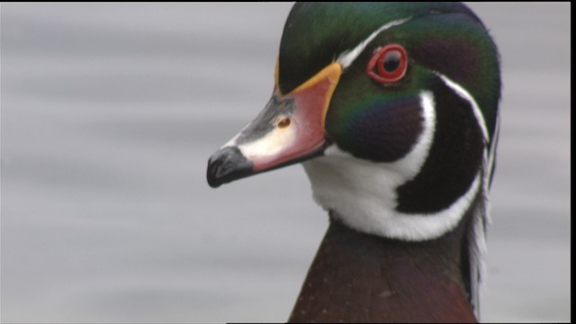 Wood Duck - ML418348