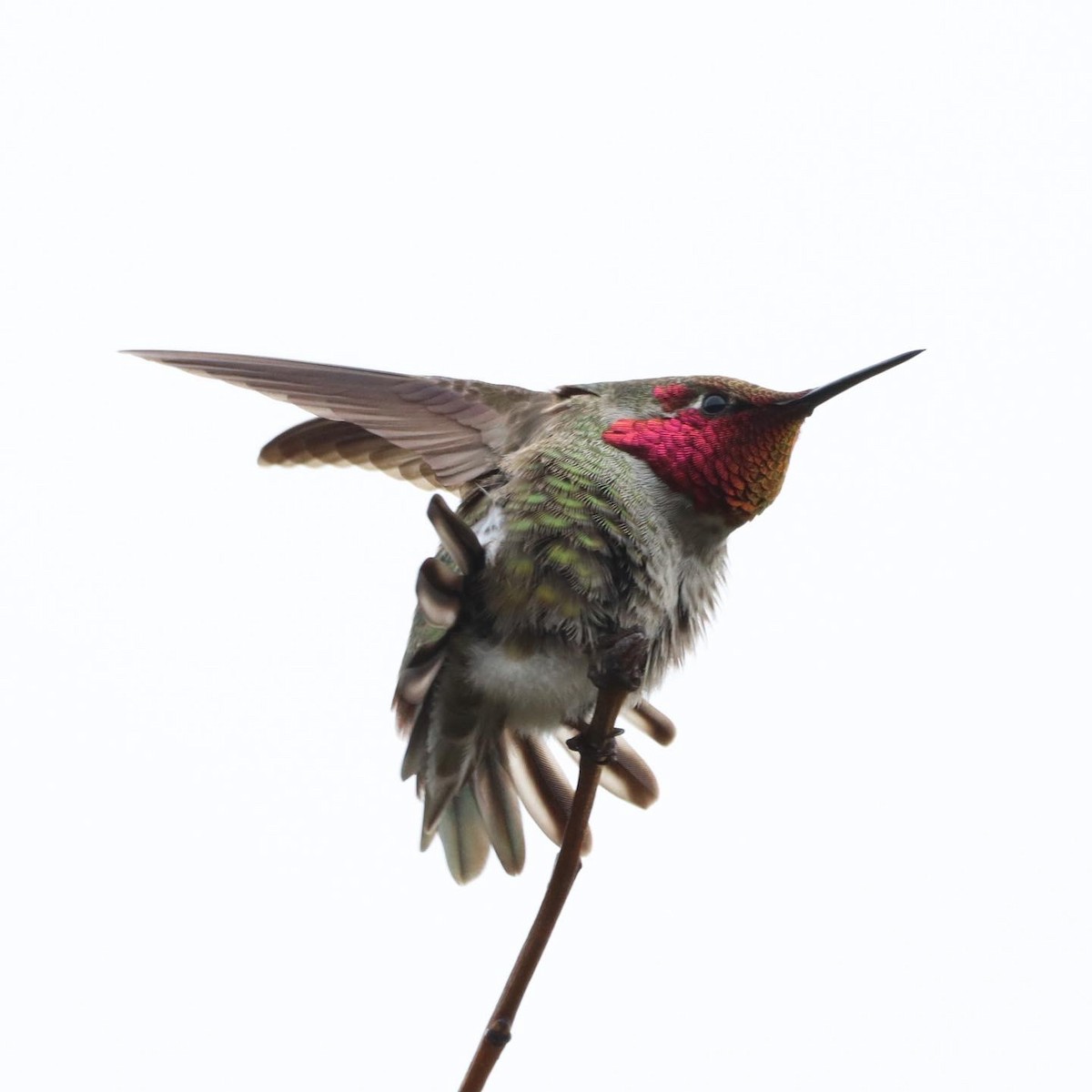 Anna's Hummingbird - ML418348261