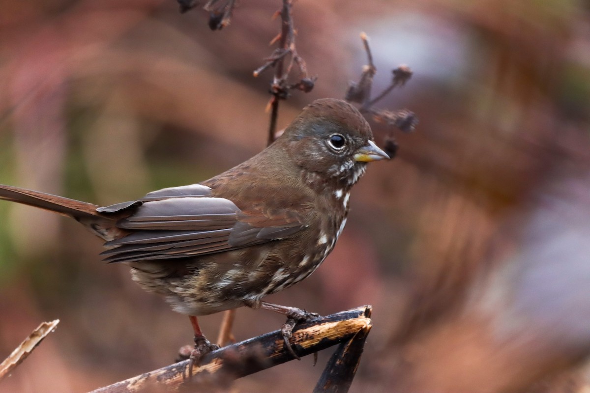 Fox Sparrow - ML418348541