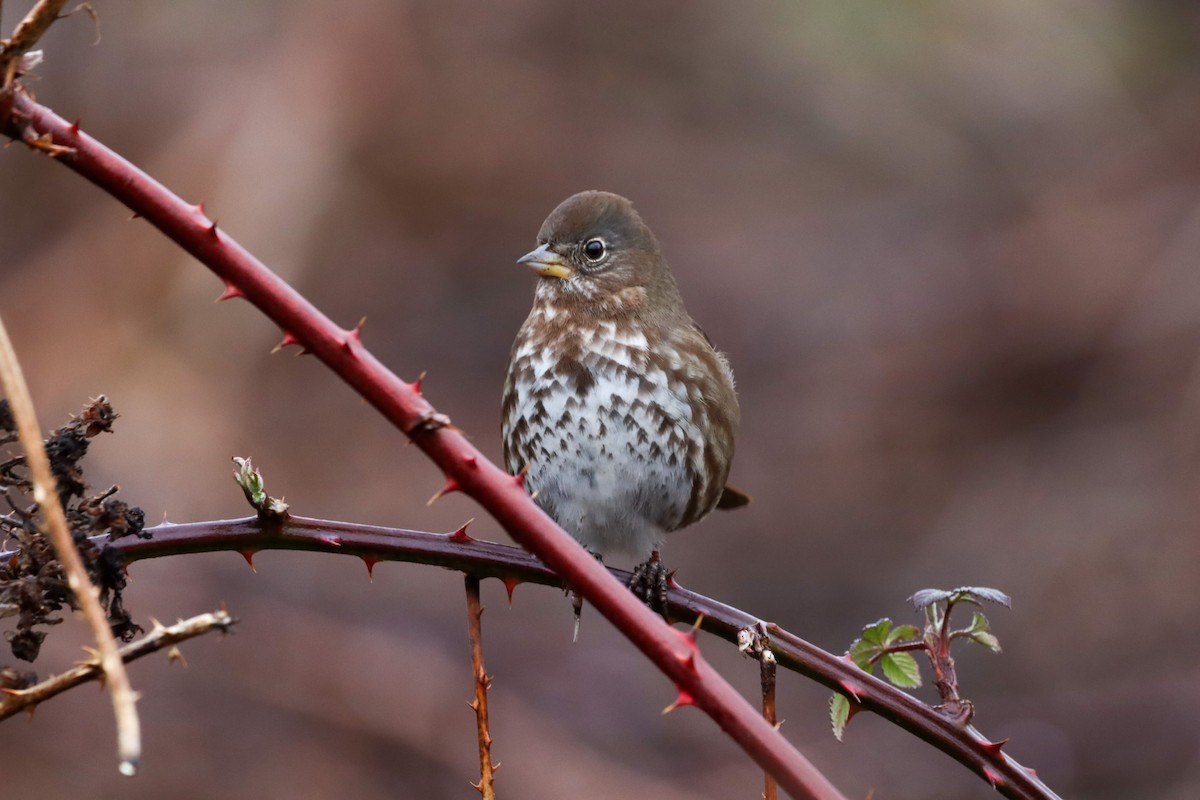 Fox Sparrow - ML418348551