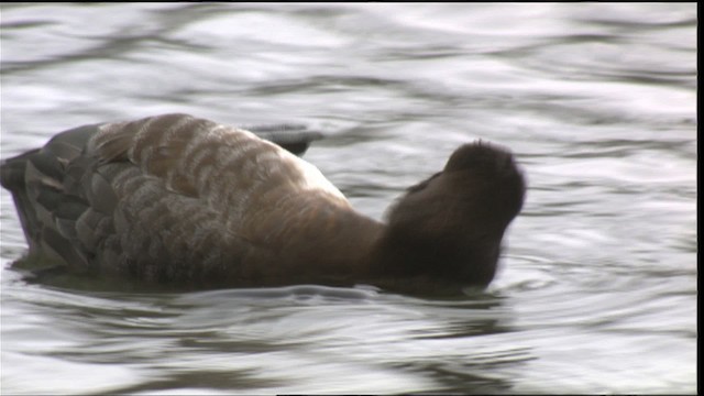 Lesser Scaup - ML418349