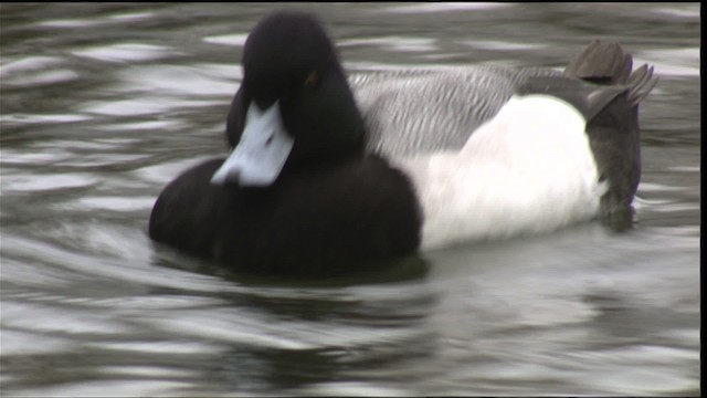 Lesser Scaup - ML418350