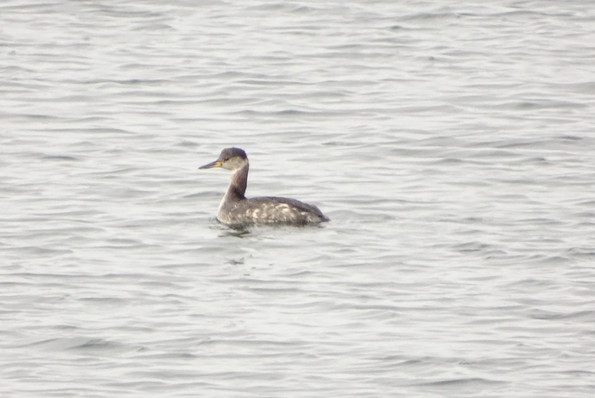 Red-necked Grebe - ML418350231