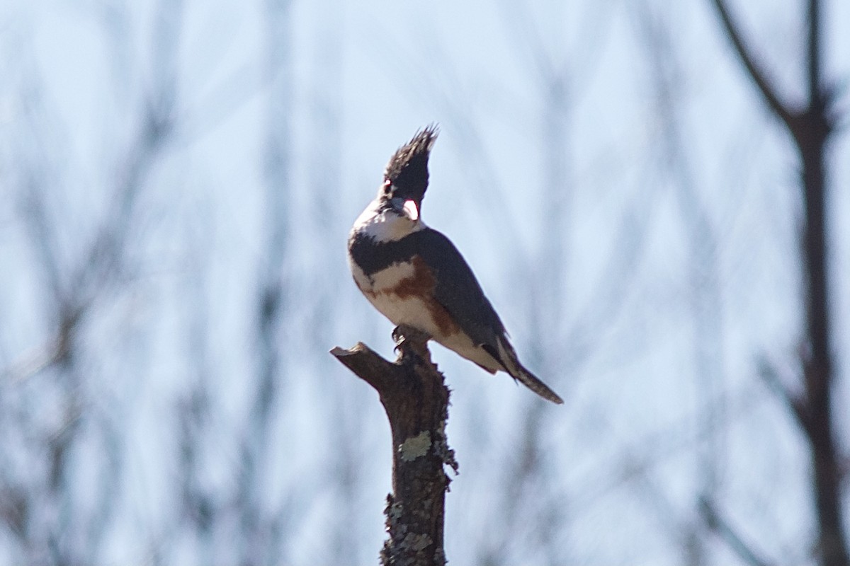 Belted Kingfisher - ML418350321