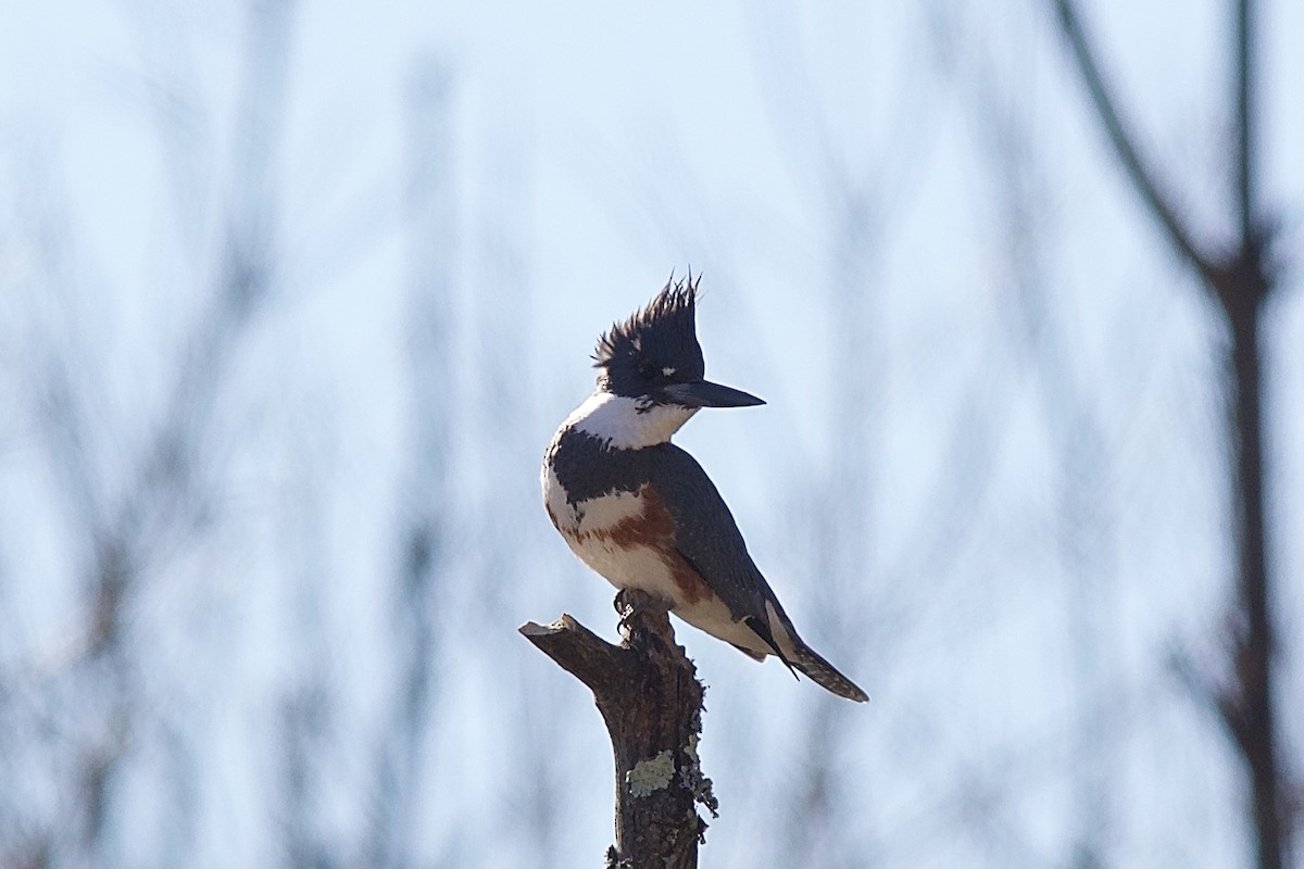 Belted Kingfisher - ML418350361