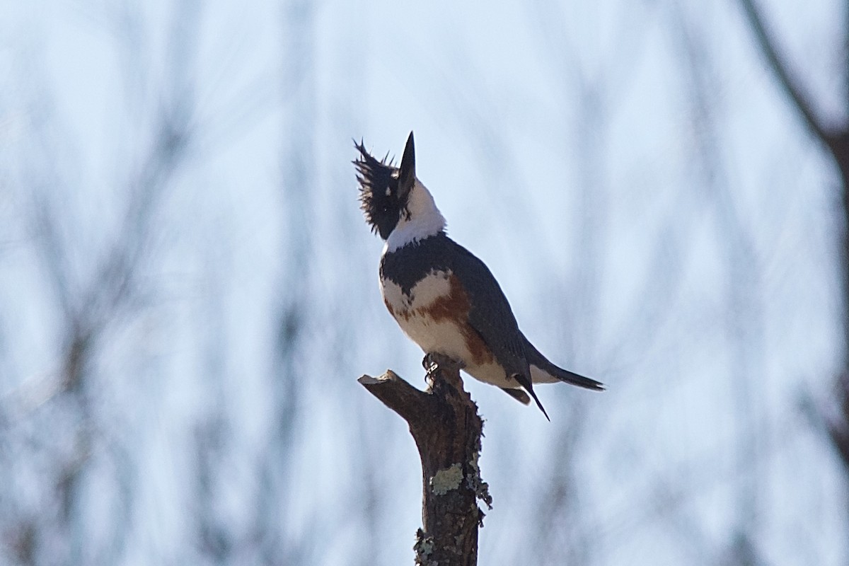Belted Kingfisher - ML418350371