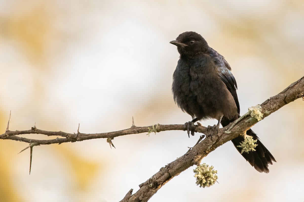 Southern Black-Flycatcher - Moishie Hersko