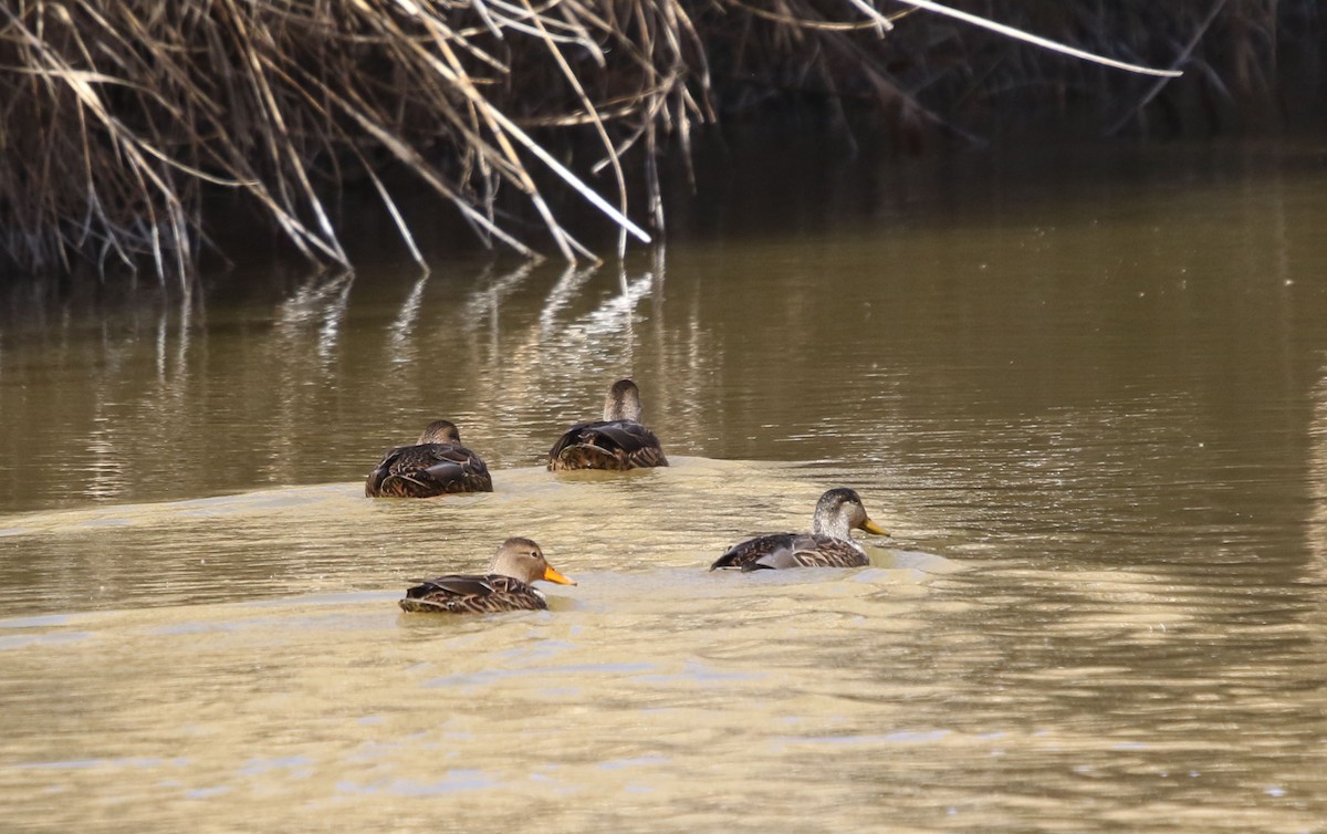 Mexican Duck - ML418351681