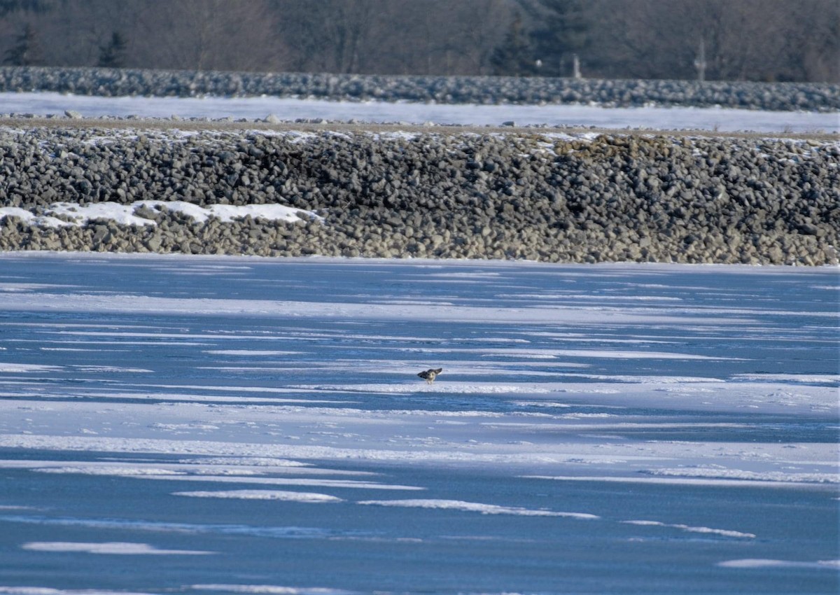 Short-eared Owl - ML418351891