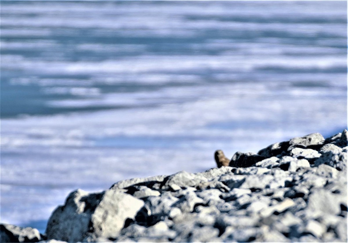 Short-eared Owl - ML418351901