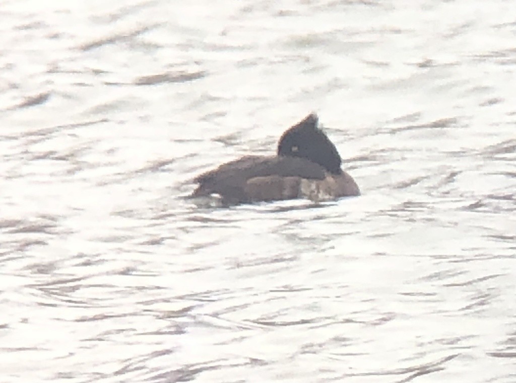 Tufted Duck - ML418351981