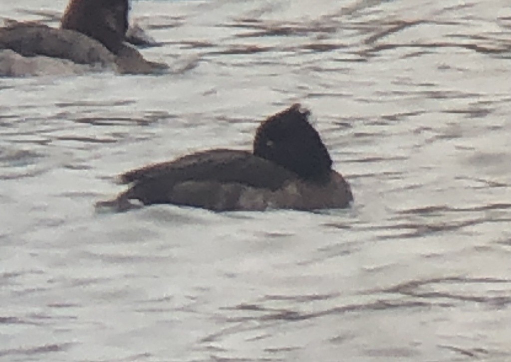 Tufted Duck - ML418352001