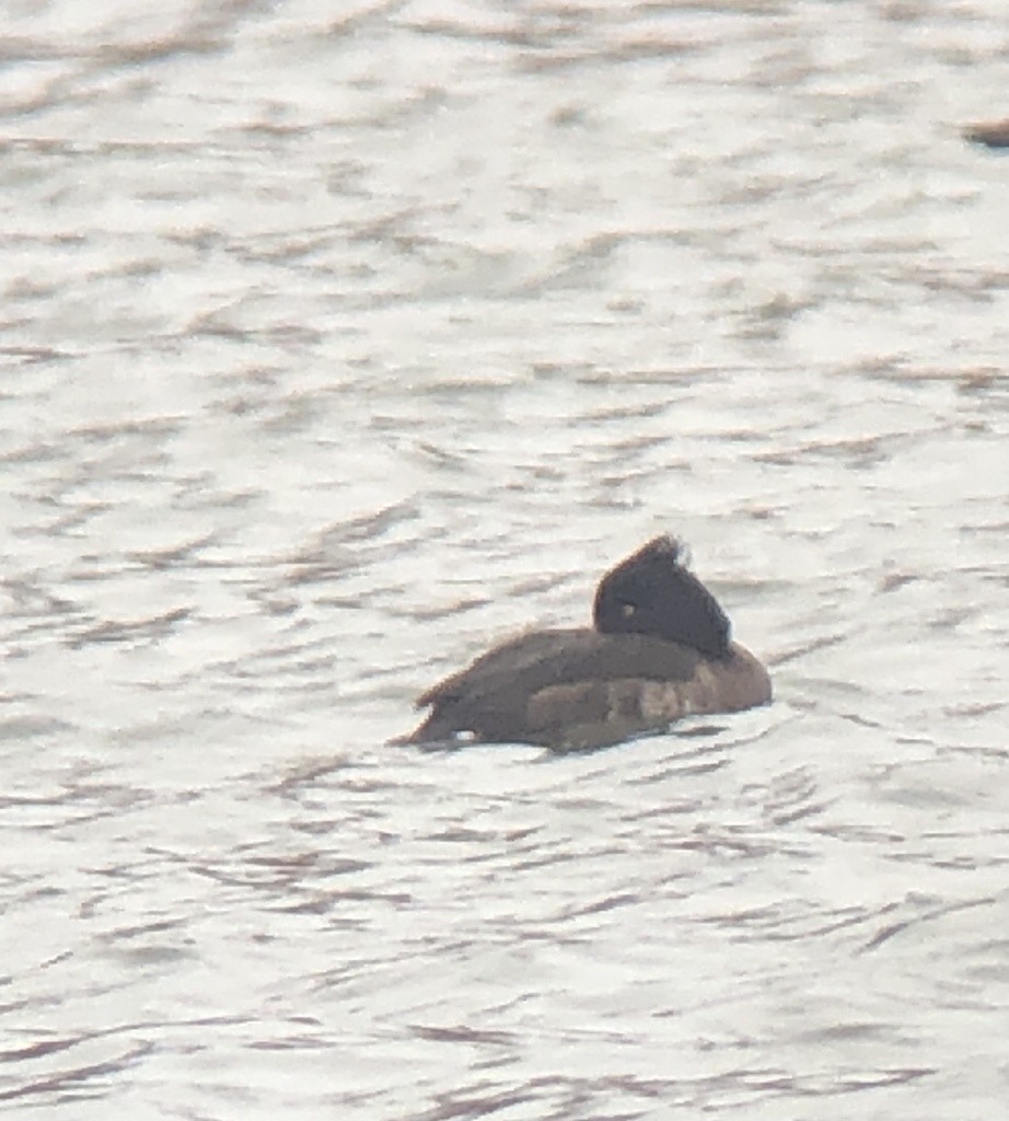 Tufted Duck - ML418352011