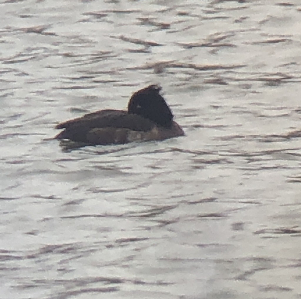 Tufted Duck - ML418352021