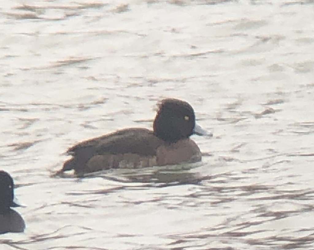 Tufted Duck - ML418352061