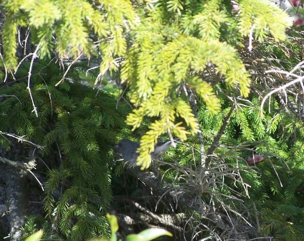 Dark-eyed Junco - ML418352451