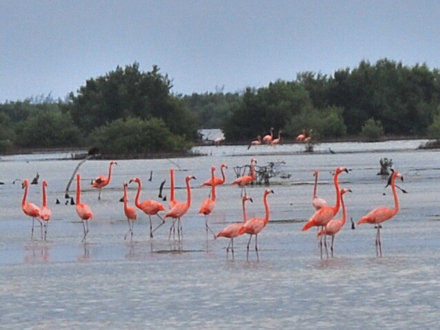 Amerika Flamingosu - ML418352551