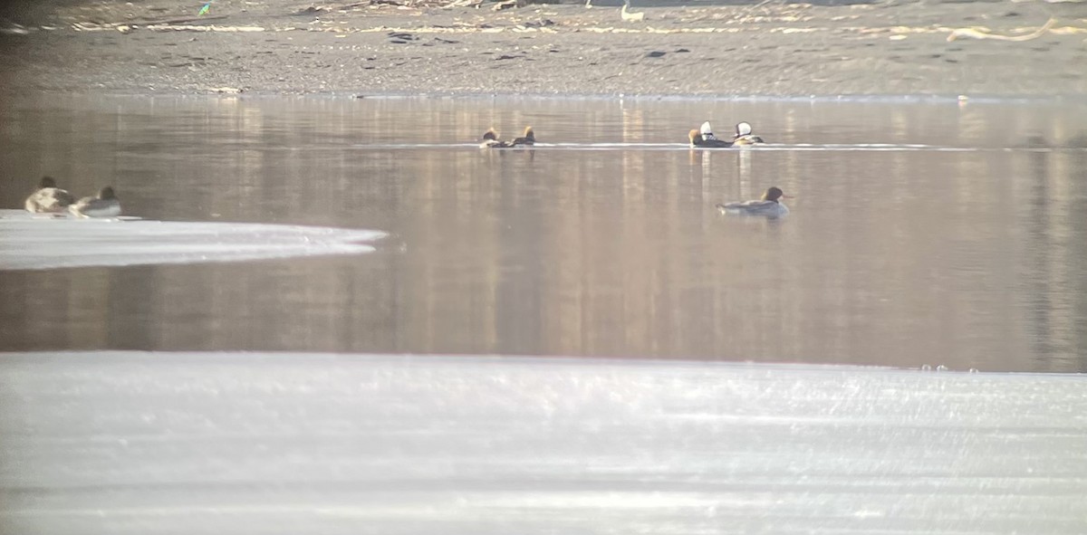 Hooded Merganser - ML418353301