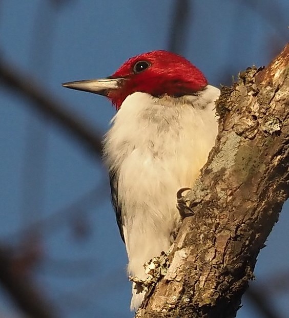 Red-headed Woodpecker - ML418353421