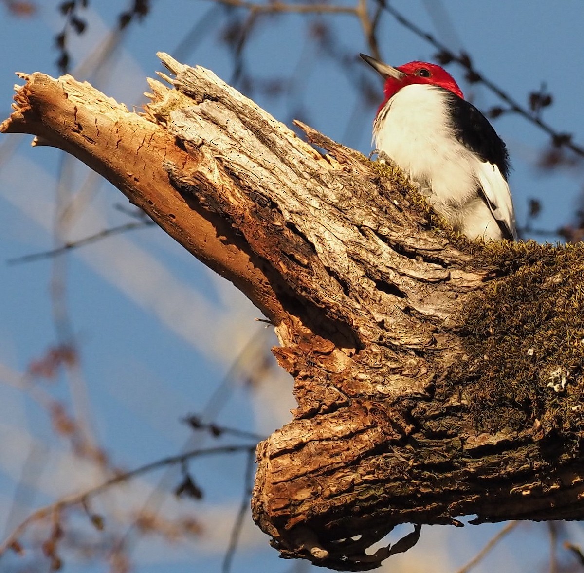 Red-headed Woodpecker - ML418353451