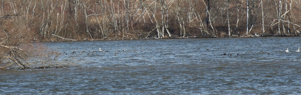 American Wigeon - Joe Gyekis